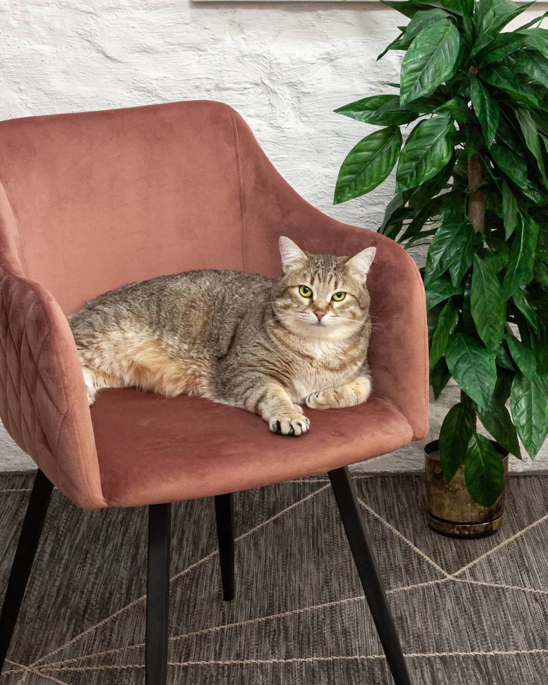 Комплект стульев Stool Group Ника MC66-5F KD HLR-44 X2