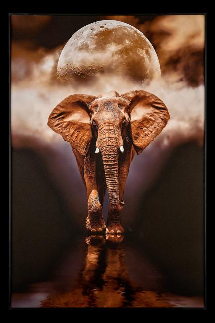 Картина настенная Teona Decor Elephant TD105