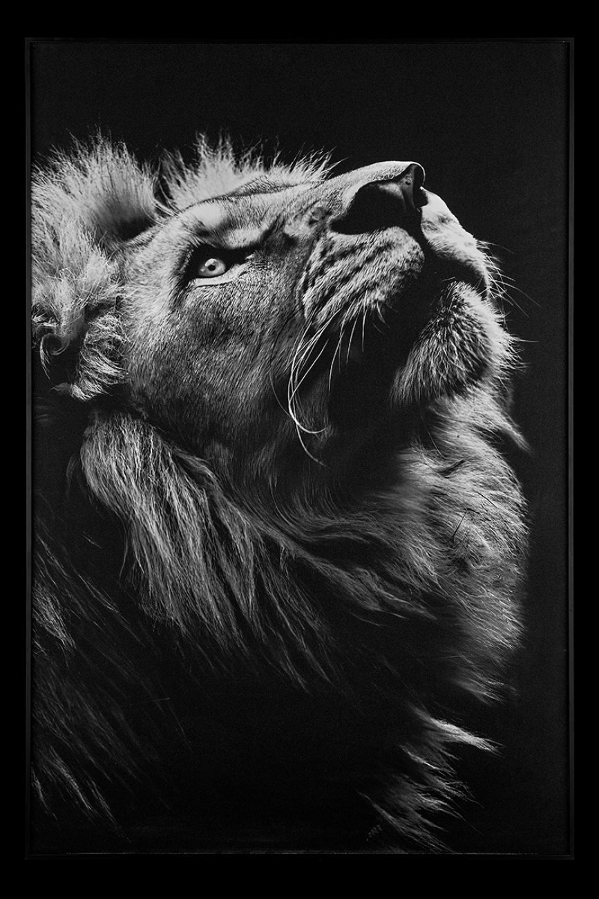 TD145 Картина настенная Teona Decor Lion TD145