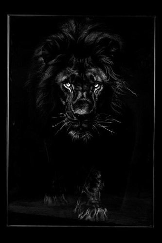 Картина настенная Teona Decor Lion TD168